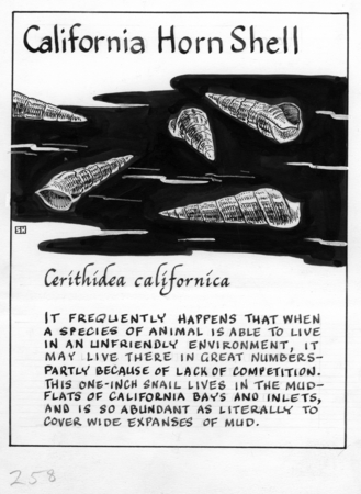 California horn shell (illustration from &quot;The Ocean World&quot;)