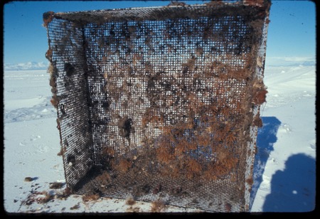 Exclusion cage after six years of growth, used by Paul Dayton in his study of the McMurdo Sound benthic community. Antarct...