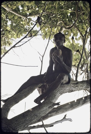Tovalugwa sitting in a tree, holding half a coconut