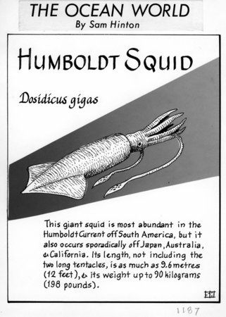 Humboldt squid: Dosidicus gigas (illustration from &quot;The Ocean World&quot;)
