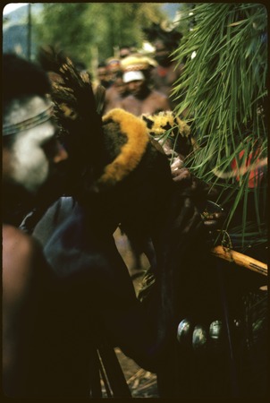 Pig festival, pig sacrifice, Kwiop: men with marsupial fur headdresses fed salted pork belly through ritual fence