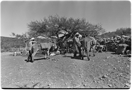Loading mules at Rancho El Cerro