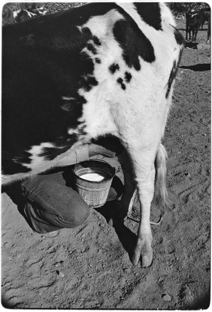 Milking cow at Rancho San Gregorio