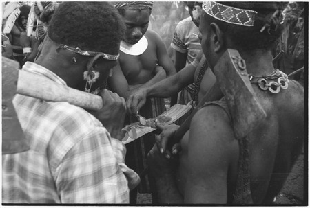 Pig festival, pig sacrifice, Tsembaga: men examine feathers displayed for trade