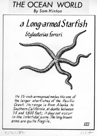 A long-armed starfish: Stylasterias forreri (illustration from &quot;The Ocean World&quot;)