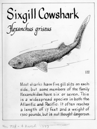 Sixgill cowshark: Hexanchus griseus (illustration from &quot;The Ocean World&quot;)