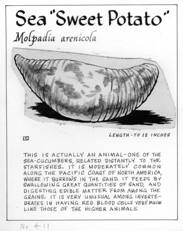 Sea &quot;sweet potato&quot;: Molpadia arenicola (illustration from &quot;The Ocean World&quot;)
