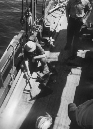 Loye Holmes Miller examining a bird on deck of the E.W. Scripps on Gulf of California Expedition, 1939