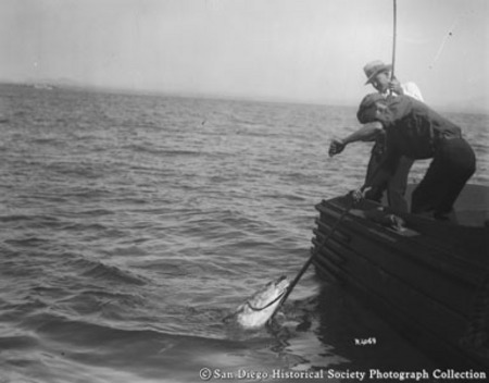 Fishermen on boat pulling in bluefin tuna