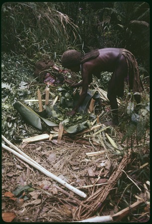 Pig festival, uprooting cordyline ritual, Tuguma: woman places food in banana leaves for ritual meal