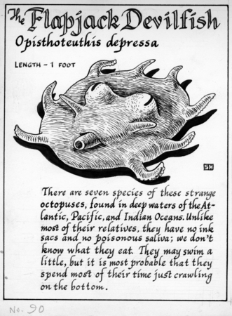 The flapjack devilfish: Opisthoteuthis depressa (illustration from &quot;The Ocean World&quot;)