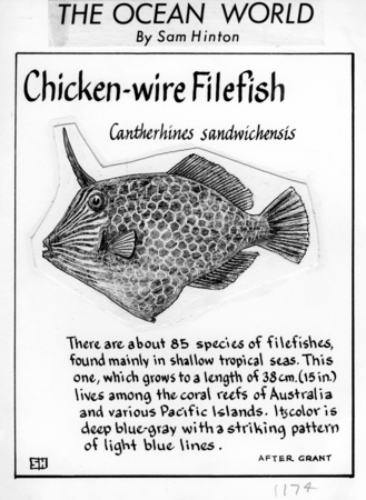 Chicken-wire filefish: Cantherhines sandwichiensis (illustration from &quot;The Ocean World&quot;)