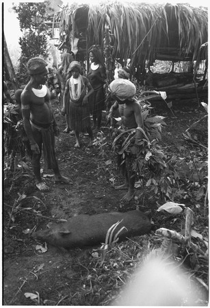 Pig festival, pig sacrifice, Tsembaga: recently killed pig in ancestral shrine, man on right carries leaf-covered eel trap