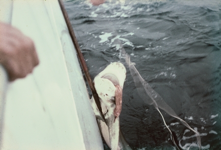 Microbiologist Richard Y. Morita who served on the MidPac Expedition (1950), took this photo of shark that had just been c...