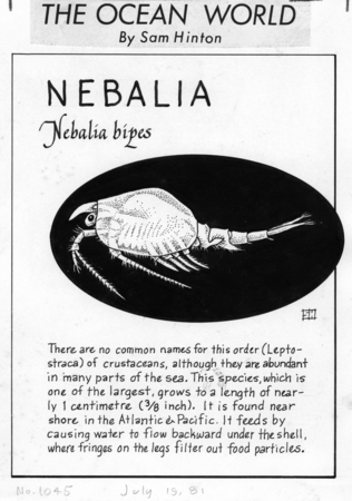 Nebalia: Nebalia bipes (illustration from &quot;The Ocean World&quot;)