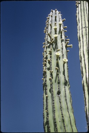 Cardon cactus (Pachycereus pringlei) near El Arenoso, a cattle ranch and restaurant