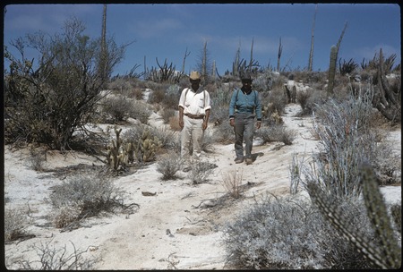 Eliodoro Arce and Faustino Pérez, on old mission trail, going northeast from near Tinaja de Yubay