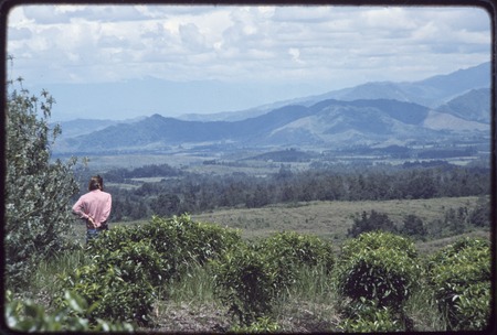 Western Highlands: tea plantation, distant mountains