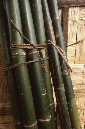 Bamboo poles ready for the next house construction