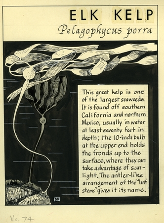 Elk kelp: Pelagophycus porra (illustration from &quot;The Ocean World&quot;)