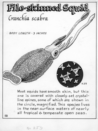 File-skinned squid: Cranchia scabra (illustration from &quot;The Ocean World&quot;)