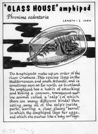 Glass house amphipod: Phronima sedentaria (illustration from &quot;The Ocean World&quot;)