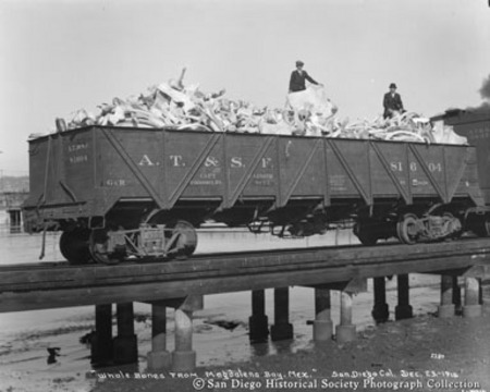 [Whale bones from Magdalena Bay, Mexico, loaded into railroad car at San Diego, California, Dec. 23, 1915]