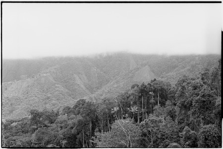 Mountains of Adelbert Range: Selausei gardens, seen from Atitau-Wanuma trail