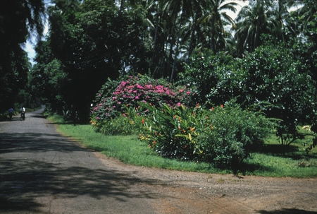 [Plants near road]