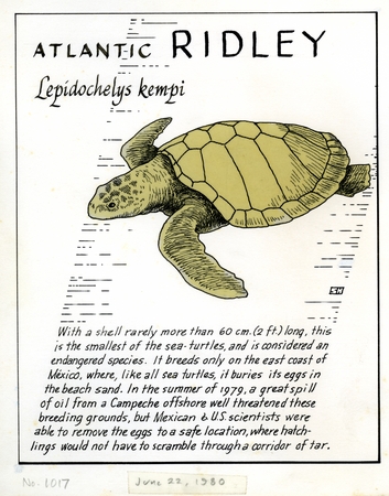 Atlantic ridley: Lepidochelys kempi (illustration from &quot;The Ocean World&quot;)