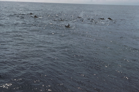 Pilot whales in the waters off Peru spotted from R/V Argo during the Scripps Institution of Oceanography&#39;s Swan Song Exped...