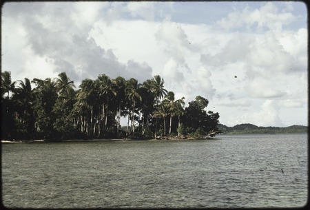 Manus: shoreline fringed with coconut trees