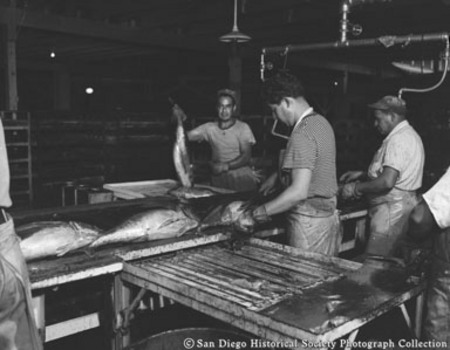Men cleaning fish on assembly line, Sun Harbor Packing Corporation