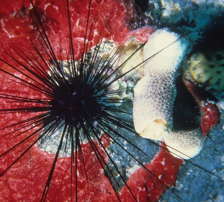 Spiny sea urchin on reef