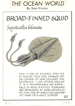 Broad-finned squid: Sepioteuthis bilineata (illustration from &quot;The Ocean World&quot;)