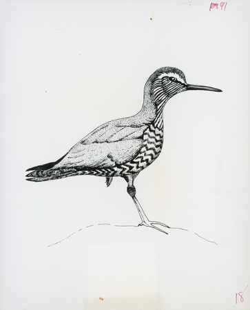 Wandering tattler (Heteroscelus incanum) illustration