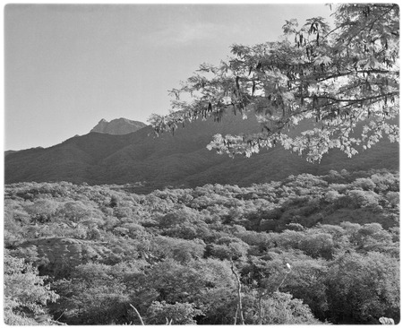Rancho Santa Gertrudis near Todos Santos