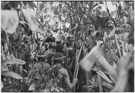 Pig festival, uprooting cordyline ritual, Tsembaga: men watch while the plant is pulled from the ground