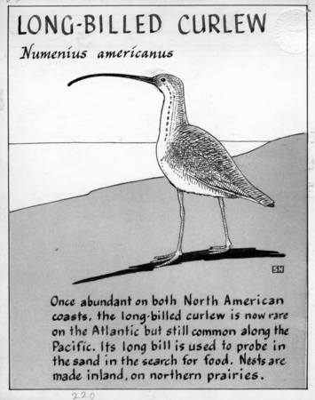 Long-billed curlew: Numenius americanus (illustration from &quot;The Ocean World&quot;)
