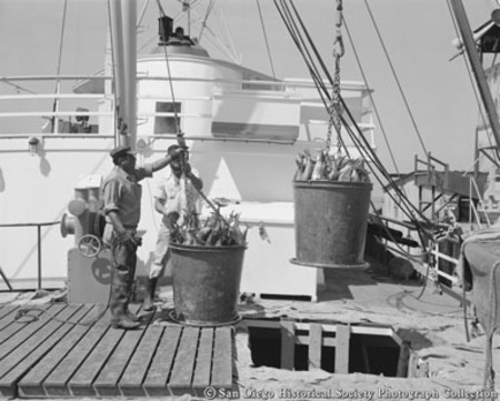 Hoisting tuna by bucket from hold of boat docked at San Diego cannery