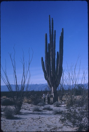 Cardón cactus (pachycereus pringlei) near Punta Estrella