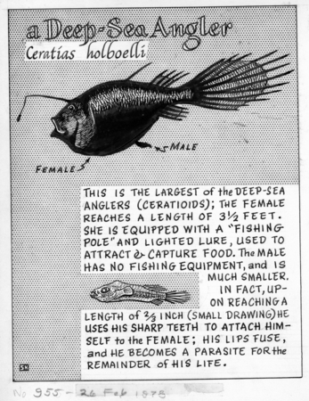 A deep-sea angler: Ceratias holboelli (illustration from &quot;The Ocean World&quot;)