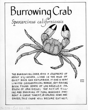 Burrowing crab: Speocarcinus californiensis (illustration from &quot;The Ocean World&quot;)