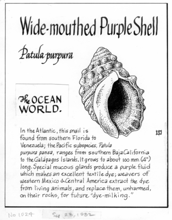 Wide-mouthed purple shell: Patula purpura (illustration from &quot;The Ocean World&quot;)