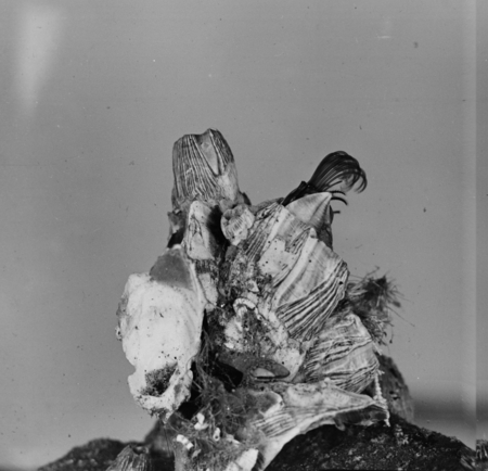 Barnacle, Balanus tintinnabulum, La Jolla, probably Scripps Pier. Photographed for Life Magazine.