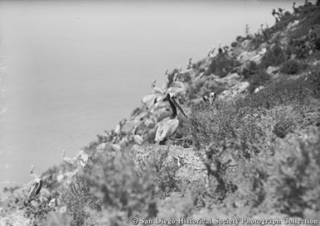 Pelicans nesting on Coronado Islands