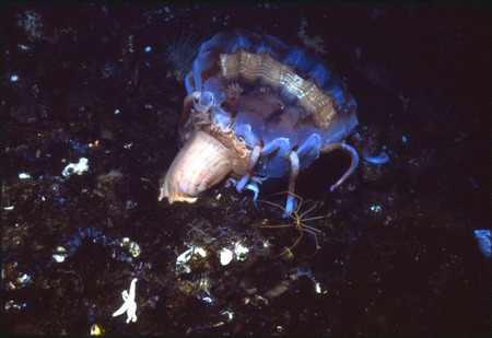 Periphylla periphylla jellyfish being consumed by sea anemone and pycnogonid sea spider. during Paul Dayton&#39;s benthic ecol...