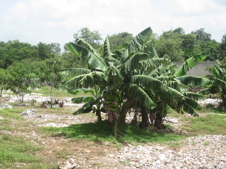 Milpa to right of road from Muxupip to Euán 02