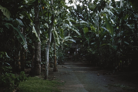 [Road through jungle]