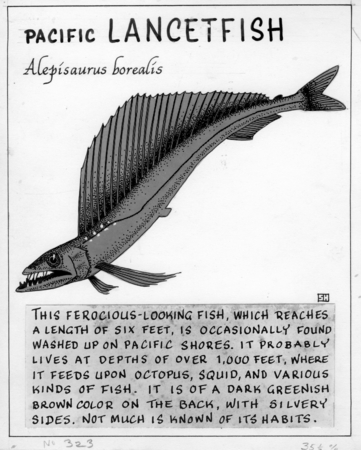 Pacific lancetfish: Alepisaurus borealis (illustration from &quot;The Ocean World&quot;)